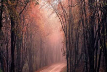 2021年巴甲赛程比分结果都有哪些亮点？